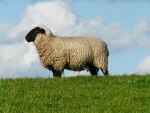 Bellwether Sheep